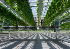 Van den Avoird Trayplant developed a new concept of strawberry propagation. We'll share more soon.