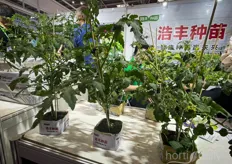 Tomato young plants from Kaisheng Haofeng