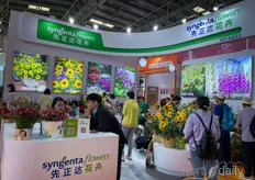 Syngenta flower shows sunflower at the show
