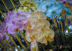 Taiwanese company Royal Base extended their Sunpride assortment of cut orchids and pot orchids with dyed pot orchids in soft colours.