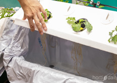 The Ikeuchiponics aeroponics system