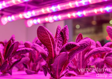 Lettuce grown aquaponically