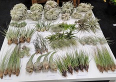 Fleurizon has Tillandias in sizes and species, all one quality, only the best, says Frank de Greef. "Xerographica crazy beautiful and the other Tillandsia's we now offer preselected 'no brain' selections. Easy one buy collection full box. Tillandsias are also my favorite plants."