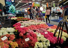 The hydrangeas of Aldershot Greenhouses.