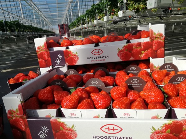 Start of Hoogstraten strawberry season in Belgian retail