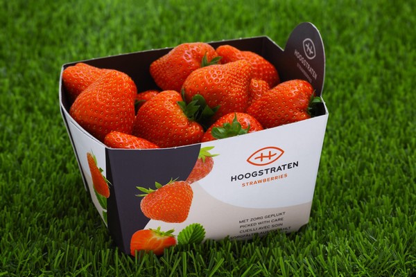 Start of Hoogstraten strawberry season in Belgian retail