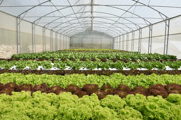 Hawthorne Gardening & BFG Supply Forge Strategic Partnership to Boost  Hydroponic Product Distribution