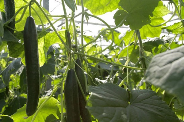 2024 Starts Off With Moderate Prices For Large Greenhouse Crops   Kombel 