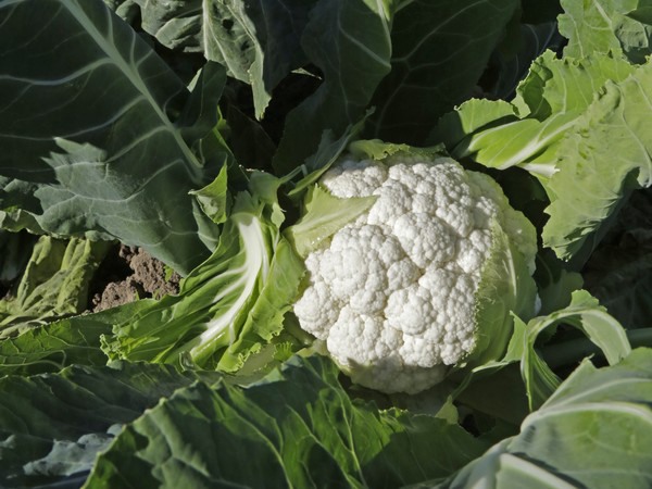 Cauliflower Volumes Going Up Pushing Pricing Back Down   Cauliflowersingledited 