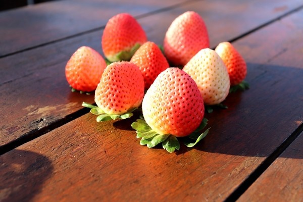 Process underway of getting Australia's new strawberry varieties