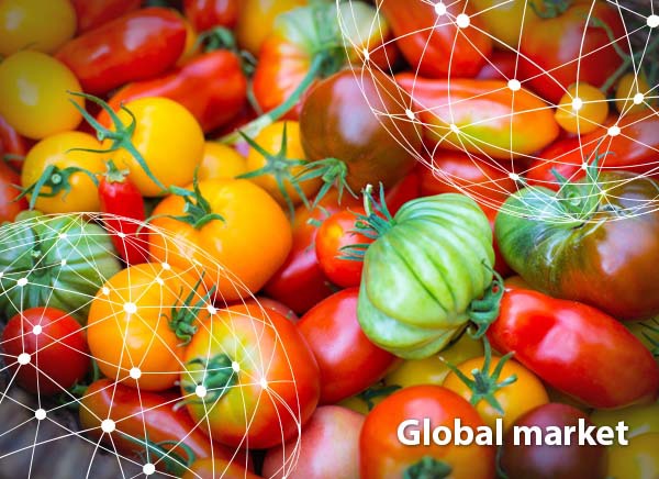 Increase In Energy Costs Puts Pressure On Tomato Grower Margins   Global 