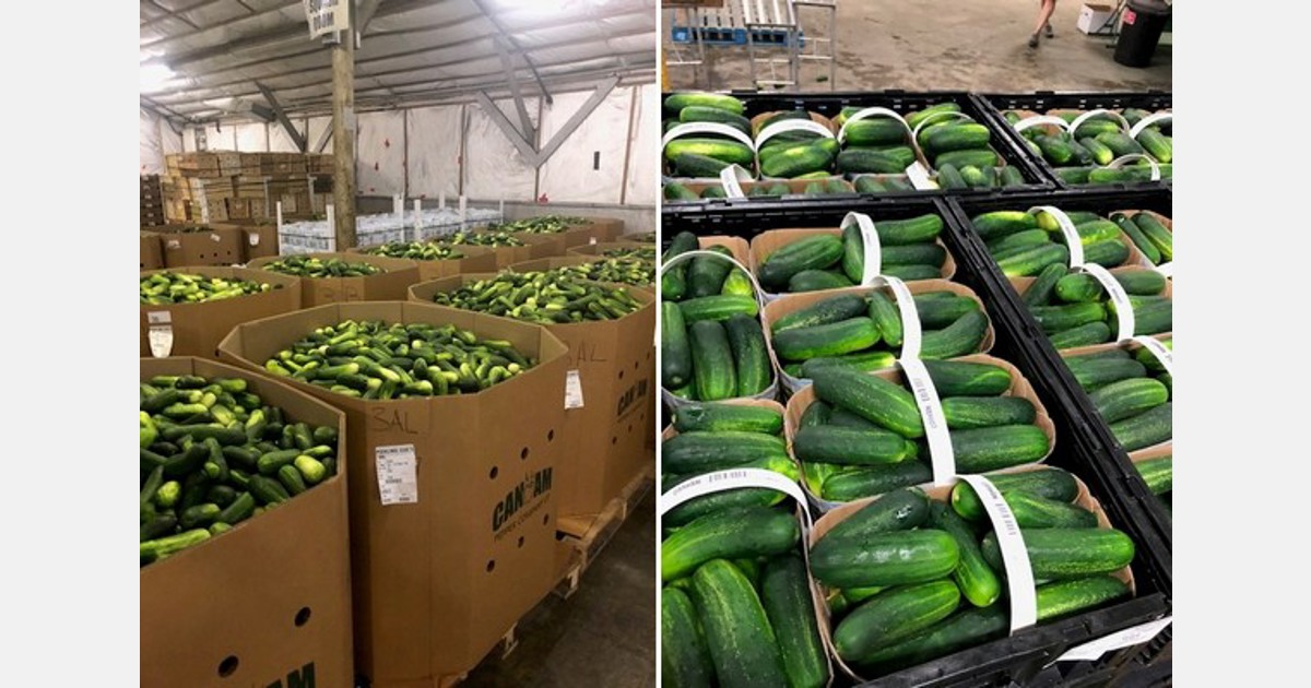 Cucumber Week at Farm Credit Farmers Market July 15 &16th 2022