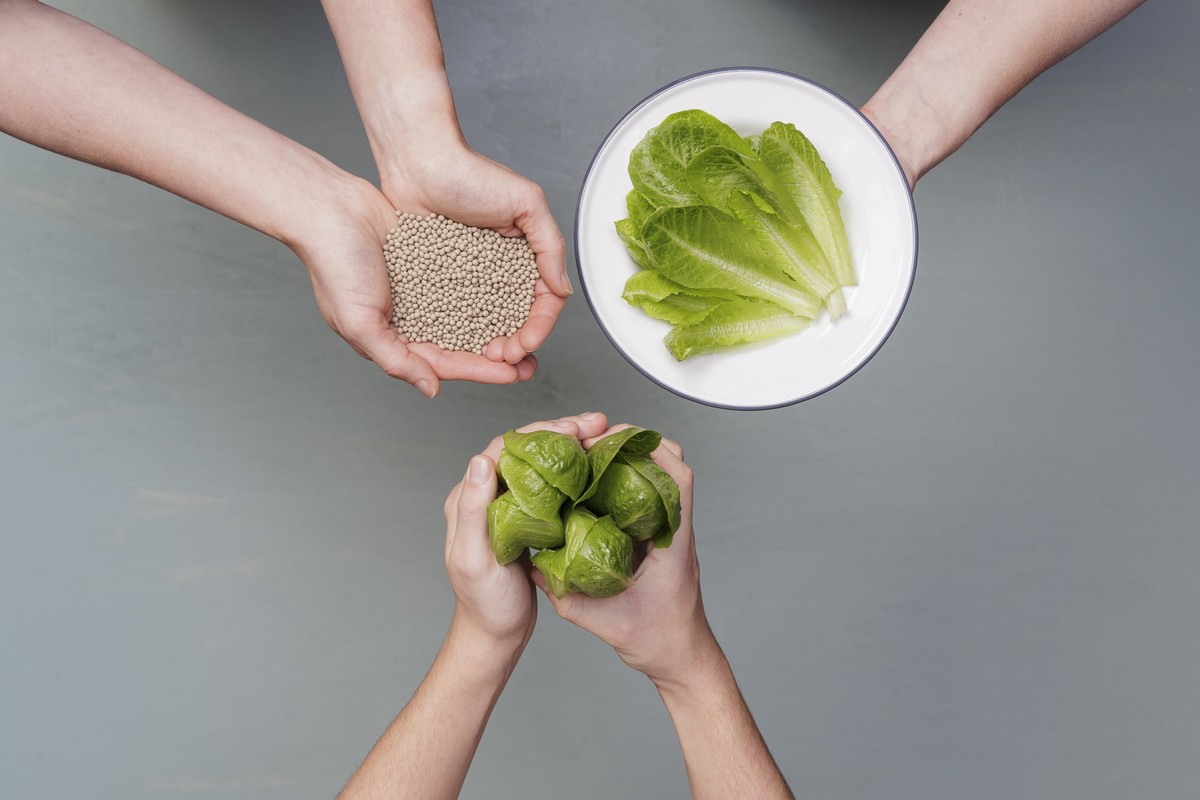 Freshly Forward During The Fruit Logistica 2024   RZNLLettuce 