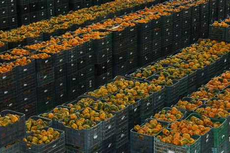 New fruit and veg freezing plant inaugurated in Almeria