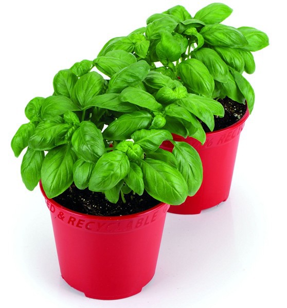 What s new on the basil front