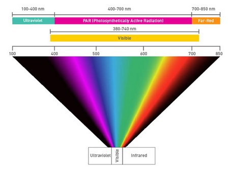 A guide to grow light spectrum