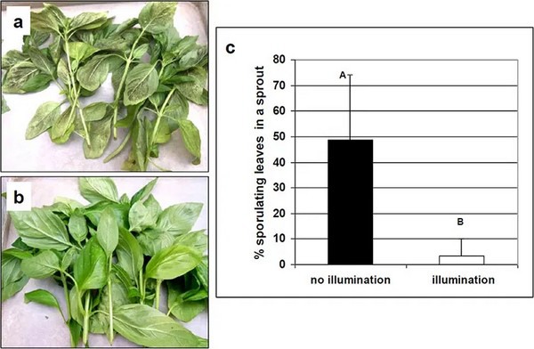 Stop Basil Downy Mildew with these simple LED strategies