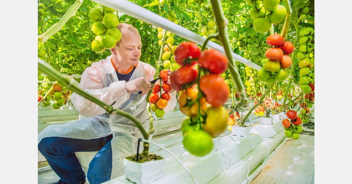 Trying to find enough greenhouse vegetable workers? You're not alone - hortidaily.com
