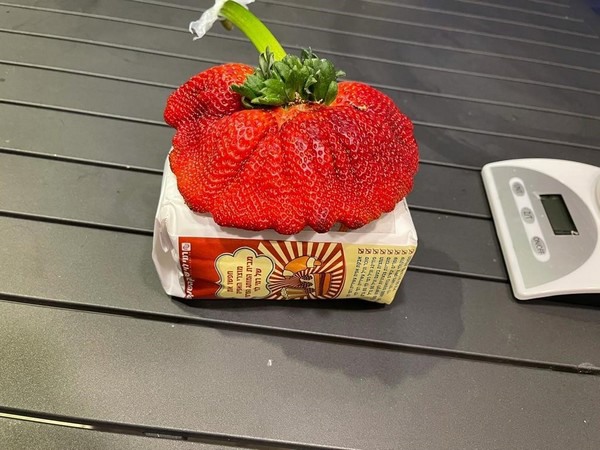 World's biggest strawberry 2025 guinness