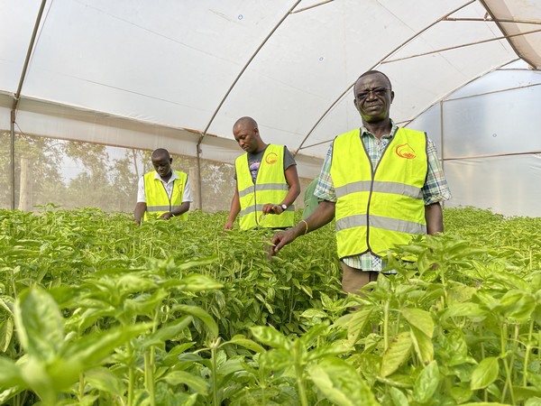 Western Kenya farmer finds export markets and fortune in herb and