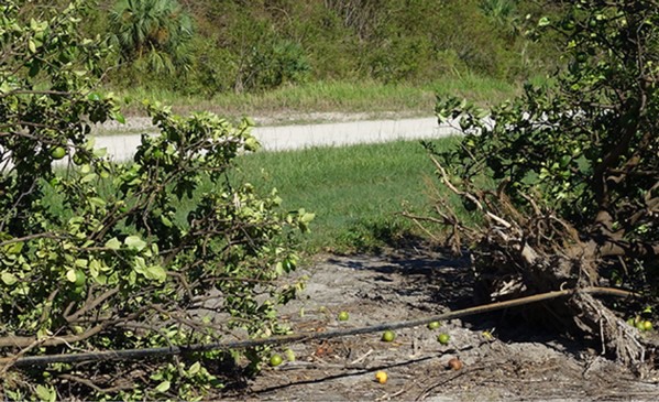 US (FL): UF Economists Estimate Greenhouse Losses From Hurricane Ian At ...