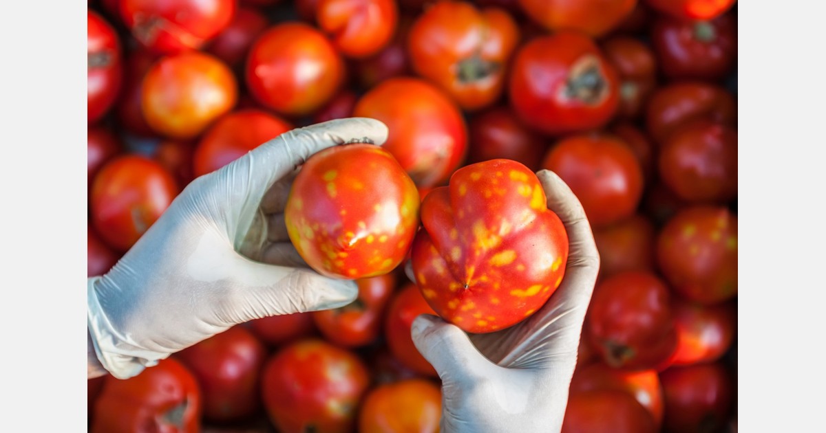 Pirmasis pranešimas apie pomidorų rudųjų rugose vaisių virusą Lietuvoje