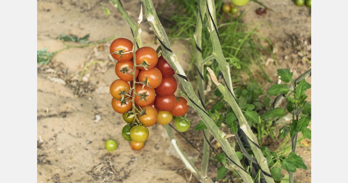 The partnership between China and France shines through in the development of small cherry tomatoes using science and technology.