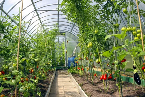 ADAMA and Lod Municipality inaugurated research greenhouse