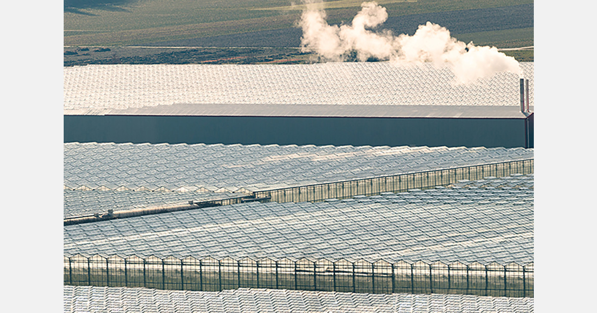 Turkey: First strawberries harvested from greenhouse using energy from the waste in Gaziantep