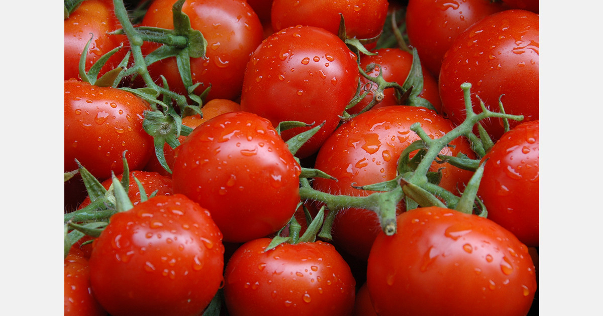 Sanción por cultivo ilegal de variedades de tomate protegidas