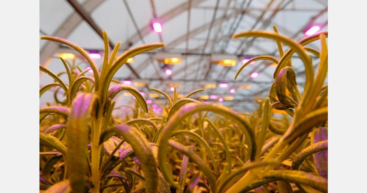 Finland vegetable producer expands operations with hybrid lighting solution - hortidaily.com