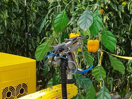 Pepper picking hot sale robot